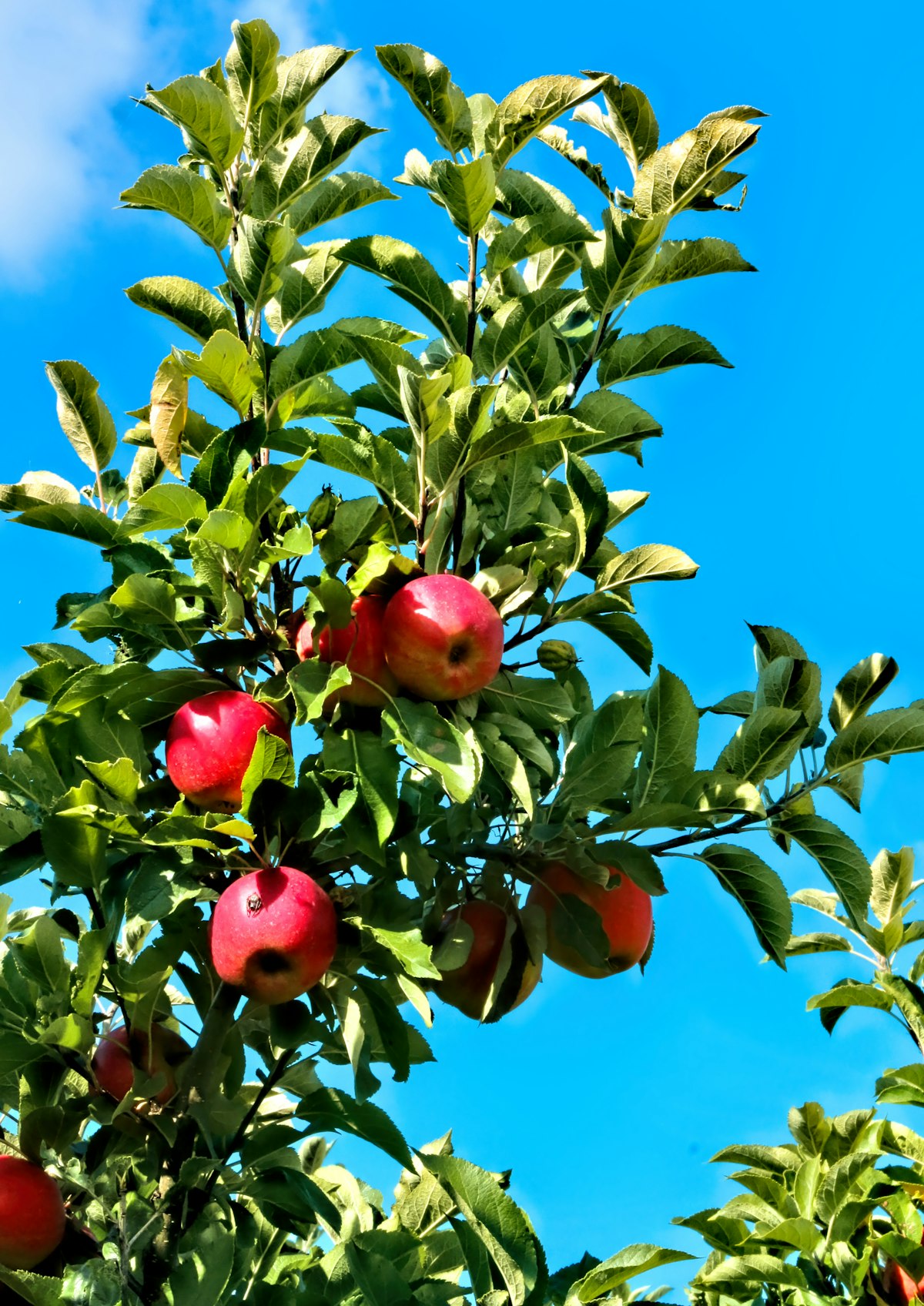 Jus de pommes artisanal