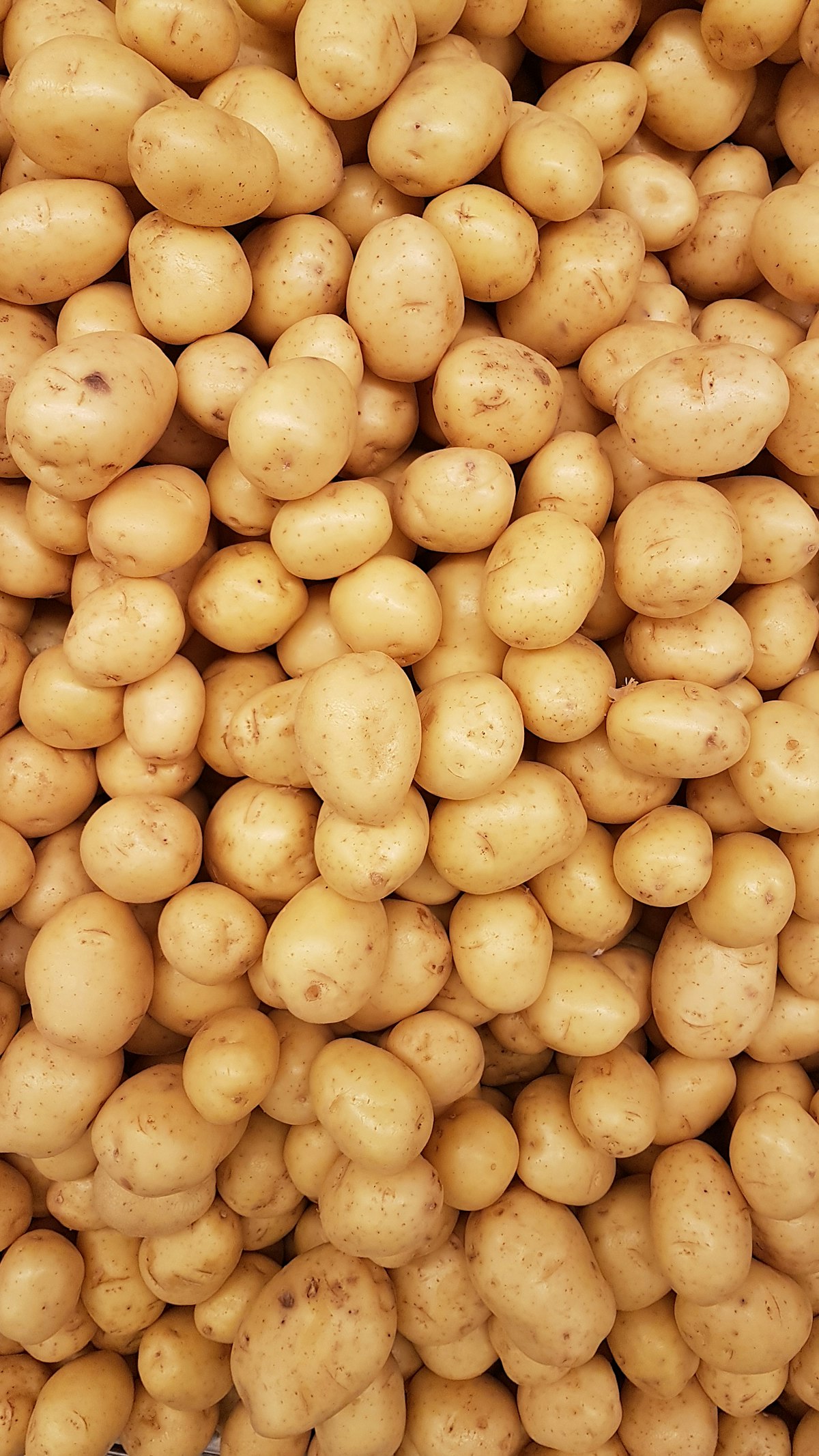 Nos pommes de terre